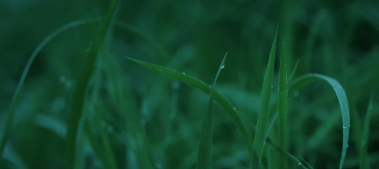 Winds of Gold—A Hundred Views of Saihoji