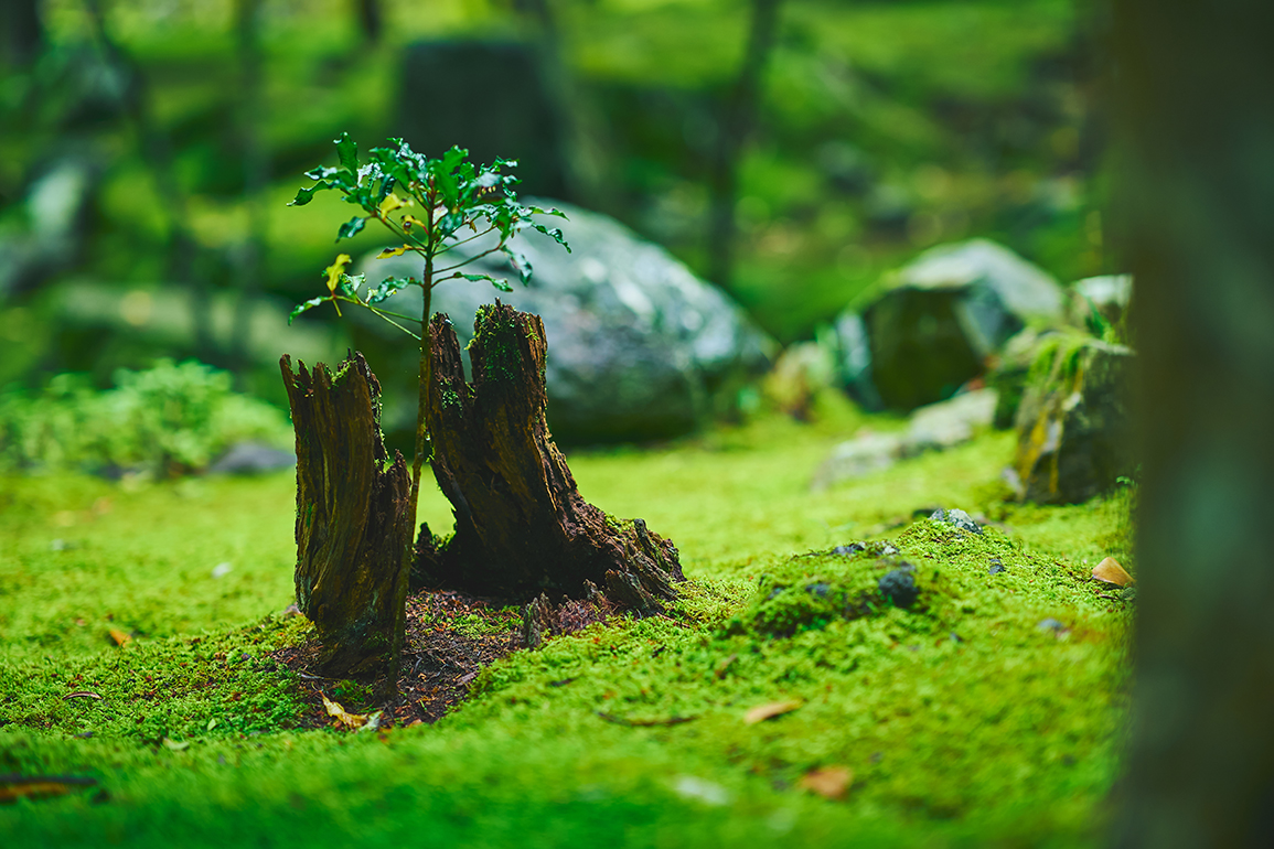 Karesansui: il giardino zen e la pace dei sensi - K-ble Jungle