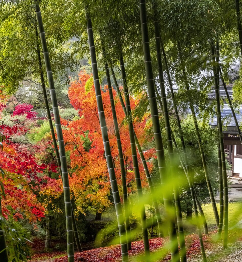 五季風光 その四「竹の春」中田昭(写真家)