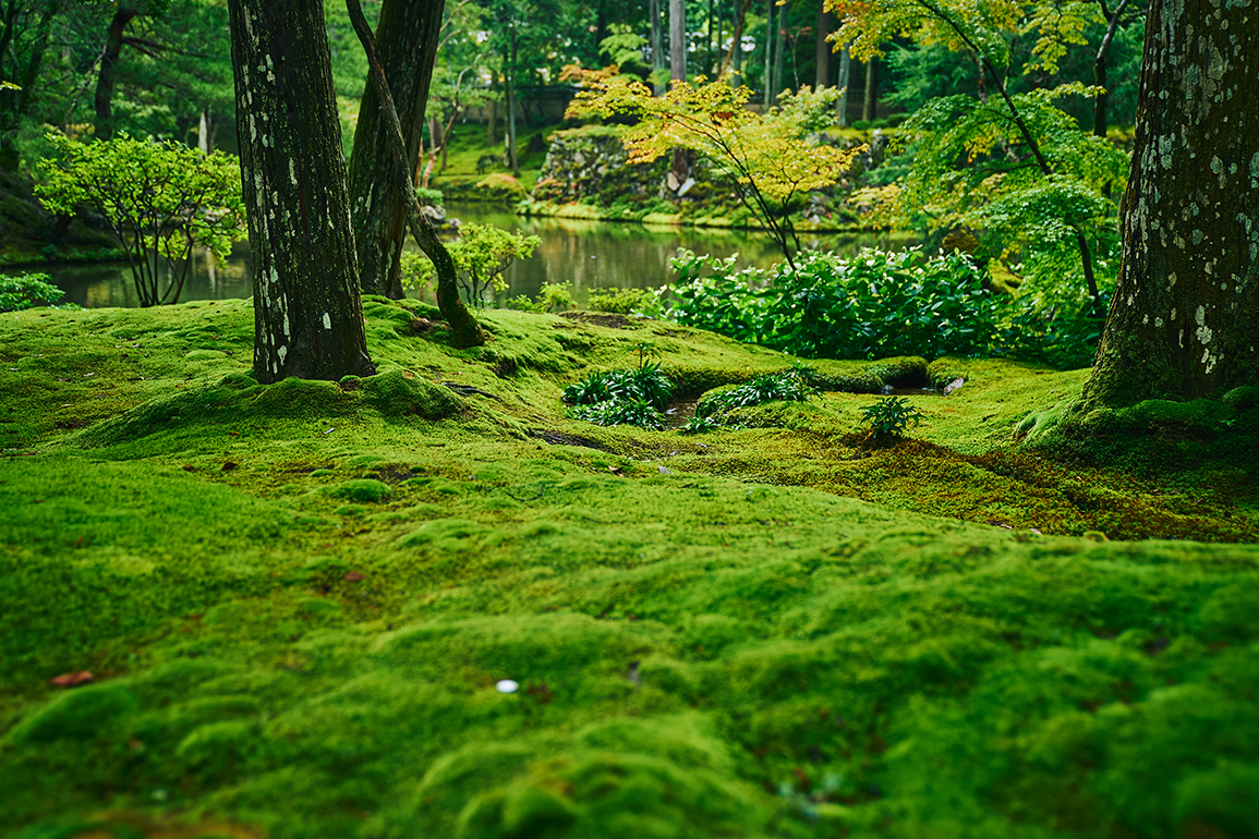 西芳寺百景 第七景ピーター・J・マクミラン(翻訳家・詩人)