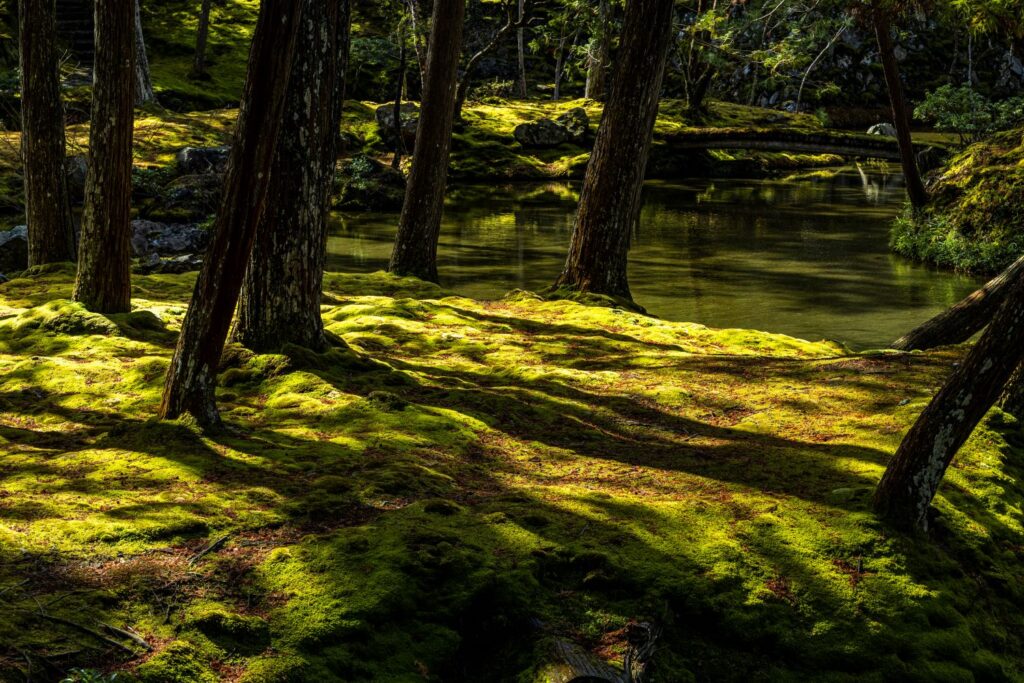 五季風光 その五「苔眠る」中田昭(写真家)