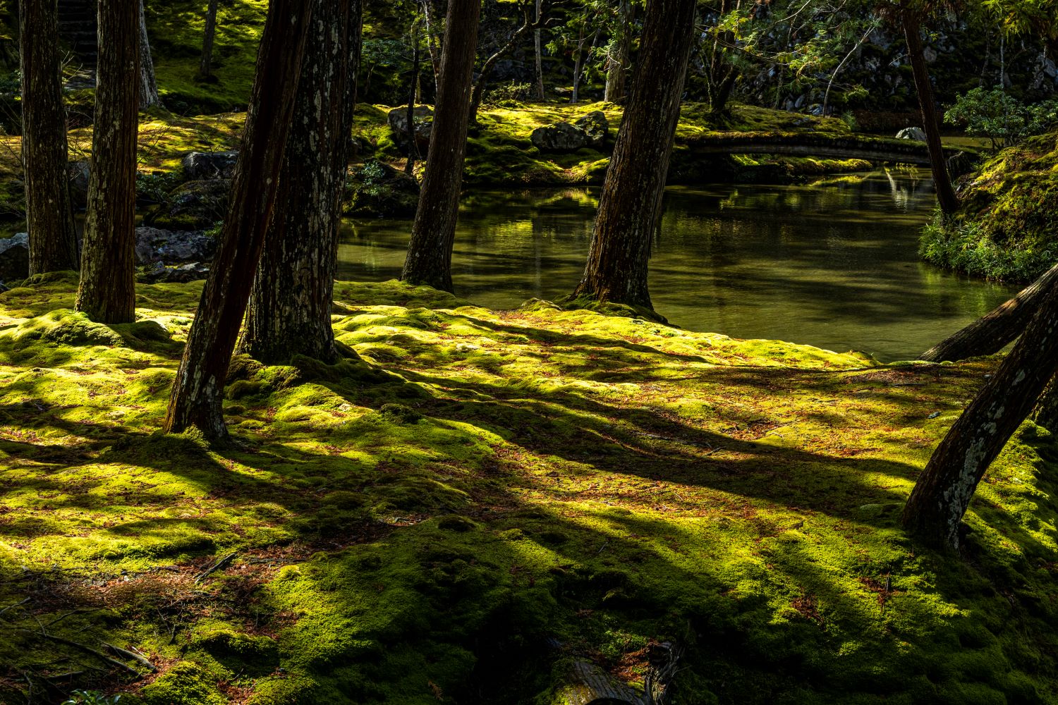 五季風光 その五「苔眠る」中田昭(写真家) | into Saihoji