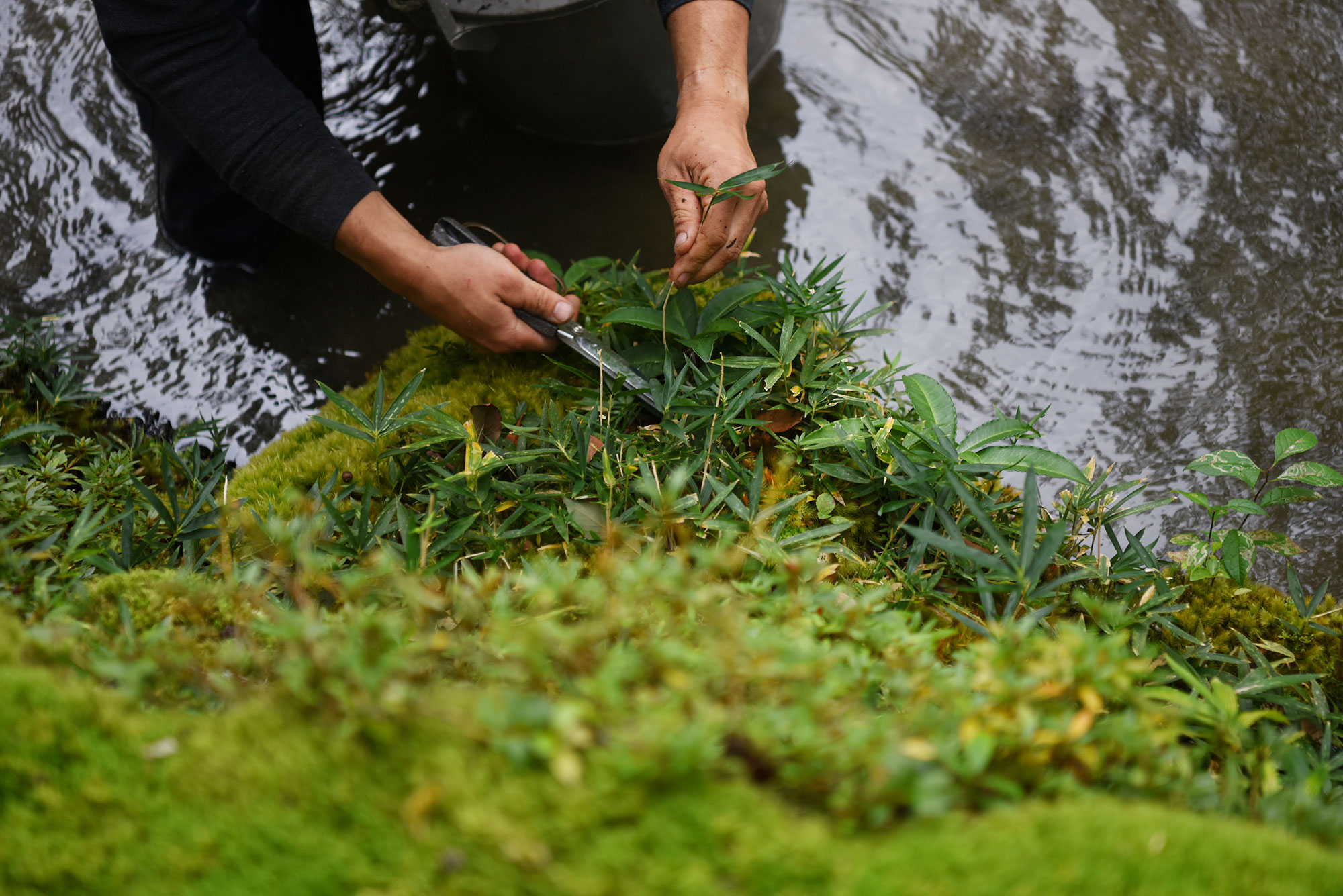 The Genii Locorum of Saihoji （First Part）Matsuda Noriko & Mitachi Takashi