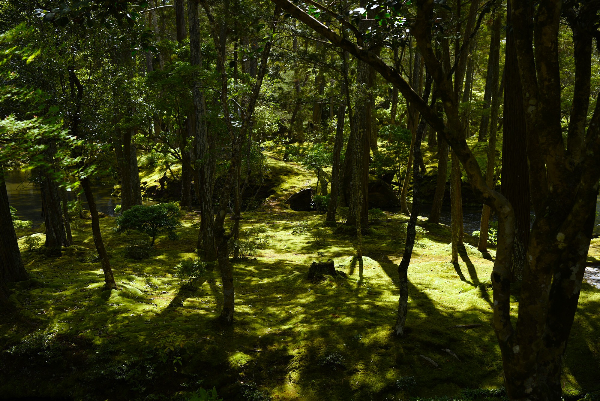 体露金風 西芳寺第十六景ピーター・J・マクミラン(翻訳家・詩人)