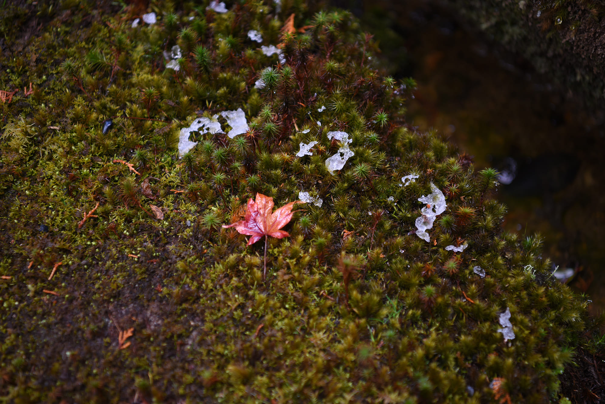 Winds of Gold—A Hundred Views of Saihoji