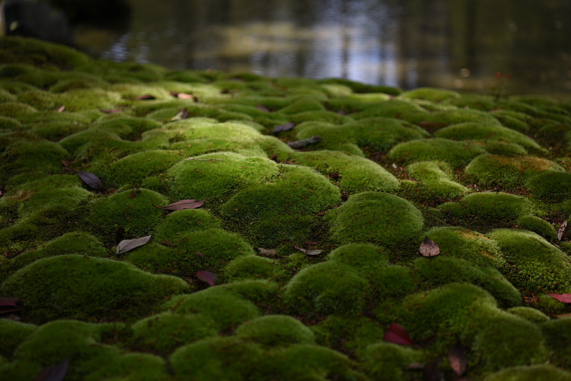 小さなコケたちが教えてくれること（後編）