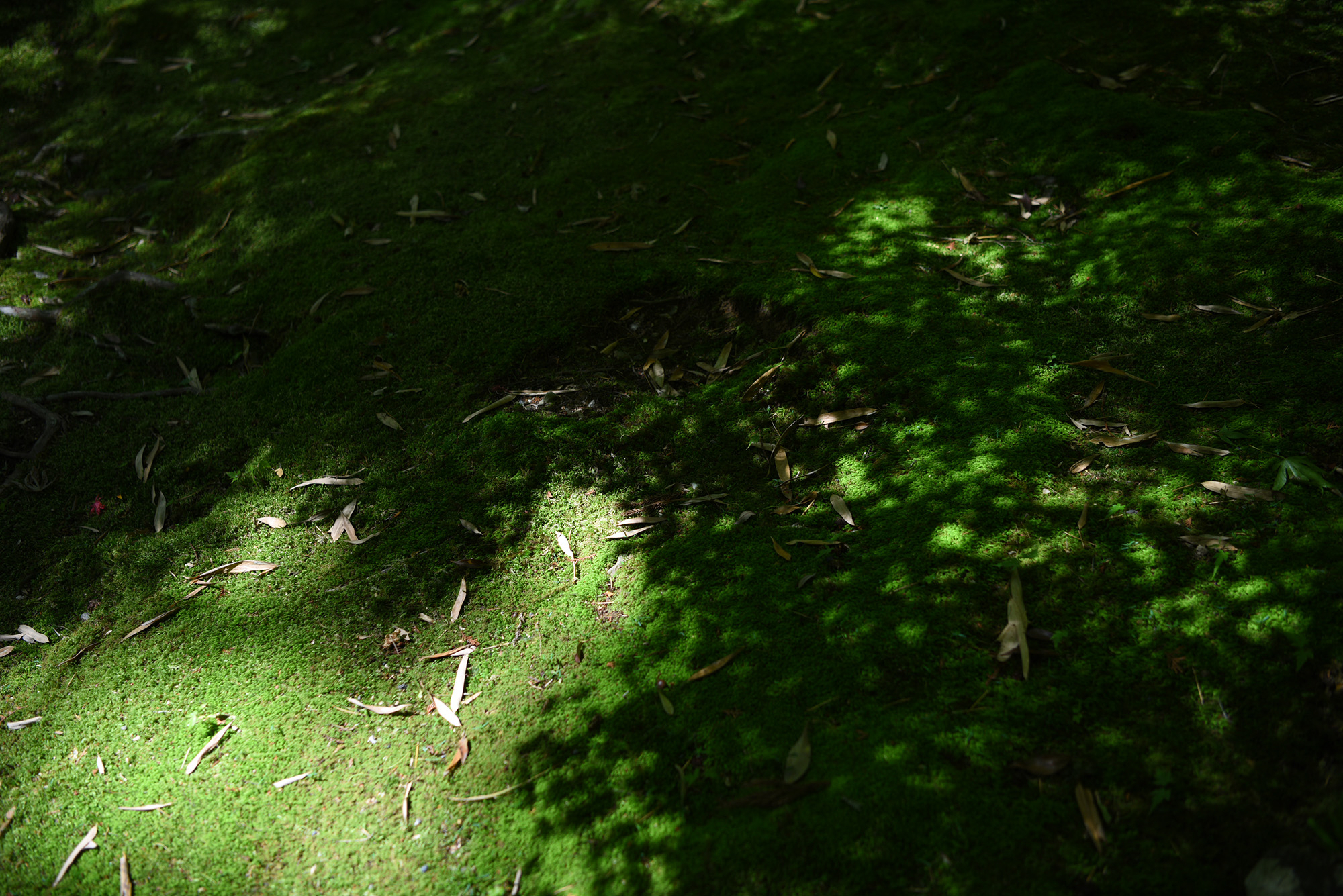 小さなコケたちが教えてくれること（前編）